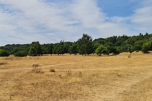 Burlish Meadows
