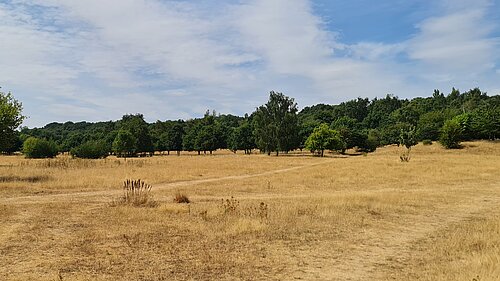 Burlish Meadows